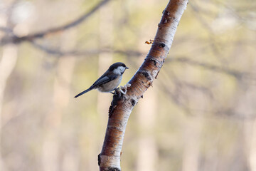 little tit sits on a tree against the background of a blurry forest