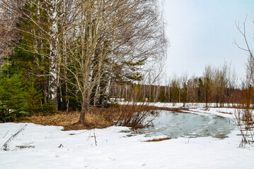 landscape in a spring forest with birches and fir trees with snow that has not had time to melt and puddles of melt water
