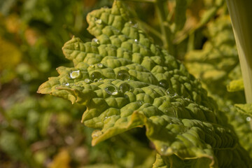 Fototapeta na wymiar 菜の花の葉っぱに付着する水滴