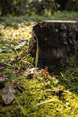 切り株と小さな森のような世界