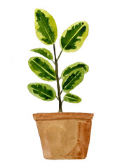 Ficus watercolor illustration. Home plant ficus, watercolor freehand drawing. Greenery in the apartment. Eco comfort in the house