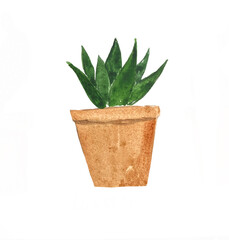 Watercolor illustration of Haworthia limolifolia. Home plant succulent, watercolor freehand drawing. Greenery in the apartment. Eco comfort in the house