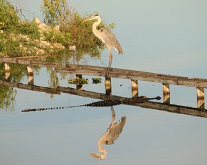 Mind bender Mirror Image