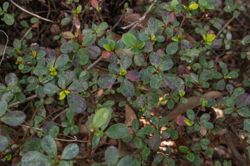 緑の葉っぱのテクスチャ