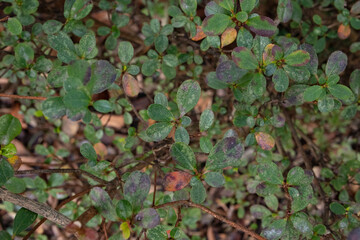 緑の葉っぱのテクスチャ