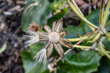 菊科の雑草の枯れた花