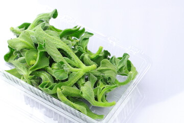 アイスプラント