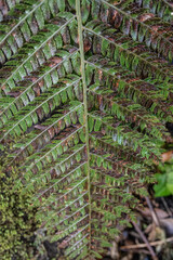 緑色のシダ植物の葉っぱのテクスチャ