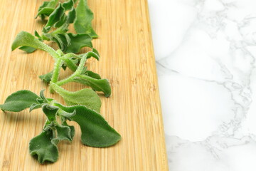 アイスプラント