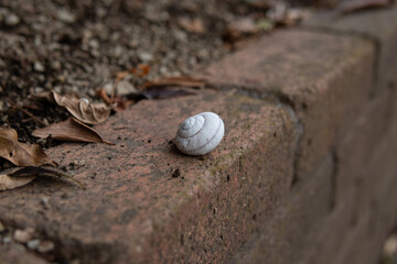 白いのカタツムリの殻