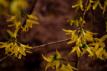 Dark moody spring blossoms wallpaper
