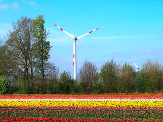 Wind wheel with blooming tulip fields