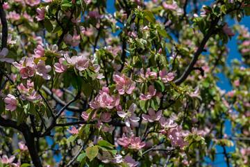 町内のお宅のカリンの花が満開