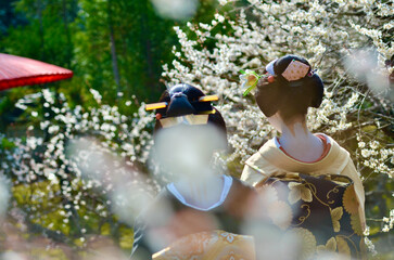 Maiko and plum blossoms in full bloom
