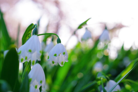 スノーフレーク Images Browse 3 667 Stock Photos Vectors And Video Adobe Stock