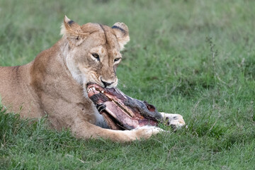 lioness chewing on a zebra kill n the grass