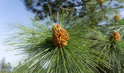Naklejka premium Canary Pine Pinus canariensis cone full of pollen isolated close-up on a pine tree branch