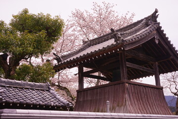 日本 奈良県 飛鳥寺 桜