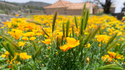 California poppies Eschscholzia californica or golden poppies and common oat in Tenerife, Canary Islands, Spain 