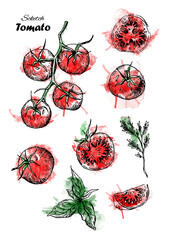 Tomato Watercolor scketch set. Isolated tomatoes and sliced pieces. Vegetable engraved style illustration. Detailed vegetarian food pattern background. Product on the agricultural market.