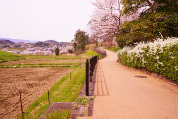 日本 奈良県 飛鳥歴史公園 