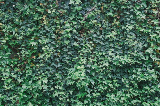 green vine wall texture background