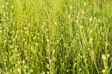 Modern background. Ripening flax close-up in the rays of the summer sun