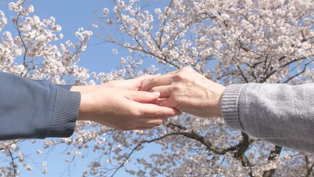 高齢者に手を差し伸べる　サポート　桜の花　