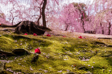 京都【城南宮のしだれ梅と落ち椿】