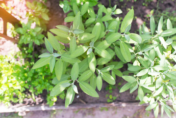 Sage is a plant in the garden. Spice. Green textured leaves of the plant.	