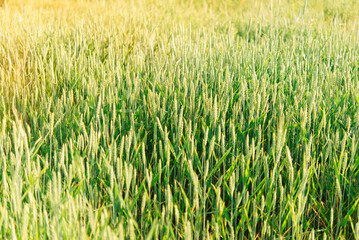 green wheat ears in rice fields. agriculture concept.