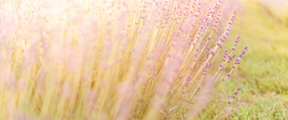 Beautiful image of lavender against the backdrop of a summer sunset. Floral background. Shallow depth of field