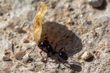 Gray pigeons with open wings on the stones of a pond