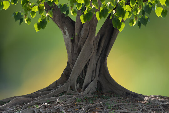 Ficus religiosa tree on nature background with clipping path.