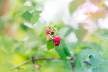 
Ripe raspberries in the natural environment. Raspberry bush in summer.