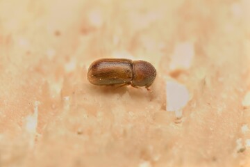 young beetle Trypodendronon on a tree stump
