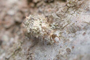 Larva Common Green Lacewing in the forest