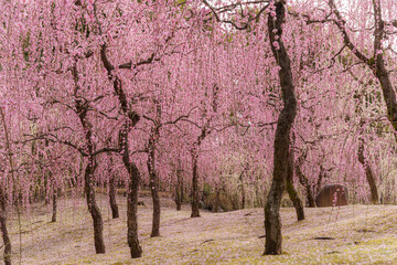 Obraz premium 京都【城南宮のしだれ梅】