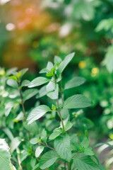 Mentha piperita ( mint variety), a plant in the garden	