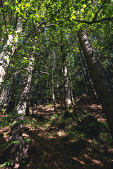 View of large trees in forest. Background wildlife.