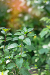 Fototapeta na wymiar Mentha piperita ( mint variety), a plant in the garden 