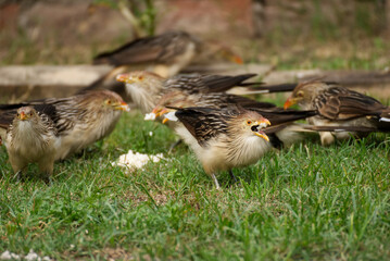 Funny bird in the garden