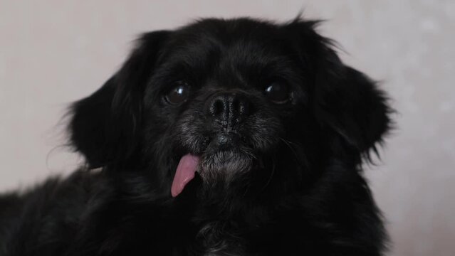 Dog with tongue protruding from the side due to missing teeth, close-up