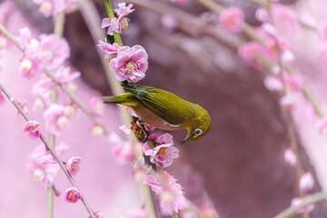 京都【しだれ梅とウメジロー】