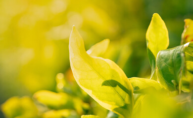 Fototapeta premium Leaves growing and stand out from others. Warm sunlight and fresh feeling. Growth feeling.