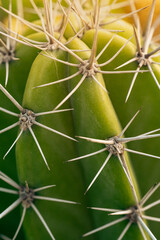 Cactus with sharp spike in macro shot. Warm sunlight and desert feeling. Hot area of tree. Nice...