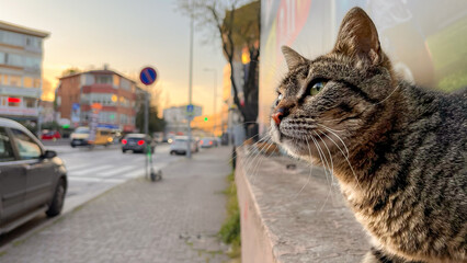cat on the street of istanbul
