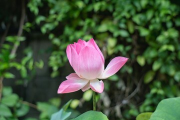 Obraz premium pink blooming lotus flower.