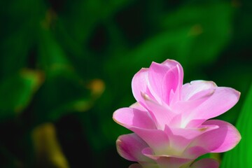 Obraz premium Pink Siam tulip.