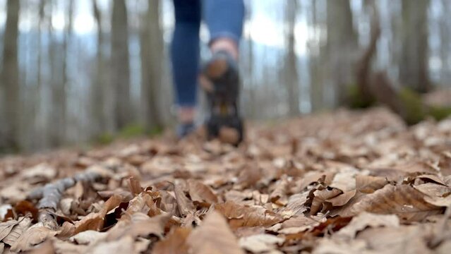 Escursione nel bosco 